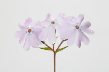 Flowers phlox subulate isolated on a gray background.