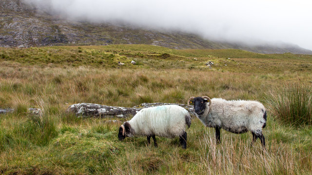 Irlanda