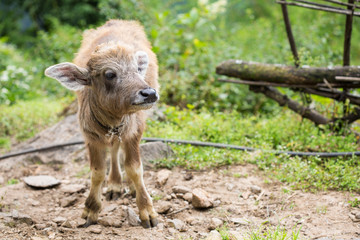 little cute calf with big ears; young buffalo