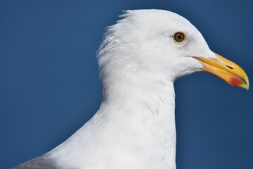 Sea gull Portrait