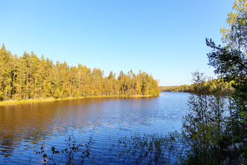 shore of a forest lake