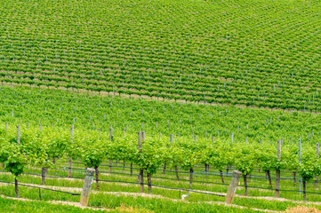 VIneyard landscape of green grape vines on the hill