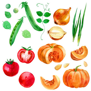 Watercolor illustration, set, image of vegetables, tomatoes, peas, pumpkin and onions.