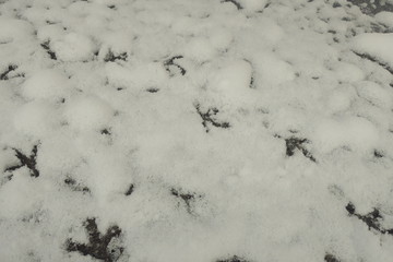 bird traces in the snow