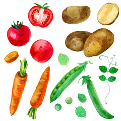 Watercolor illustration, set, image of vegetables, onions, peas, cucumbers and tomatoes.