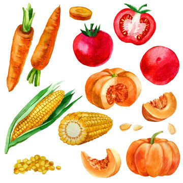 Watercolor illustration, set, images of vegetables, corn and corn kernels, carrots, pumpkins and tomatoes.