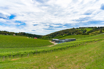 Fototapeta na wymiar Panoramic landscape of vineyard with green grape vines
