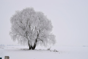 Одинокое дерево зимой - obrazy, fototapety, plakaty