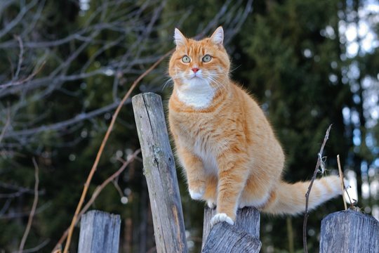 Gatto rosso libero nel bosco in inverno