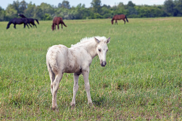 the little white foal grazing in the meadow