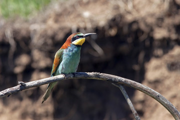 beautiful colorful bird the bee-eater sitting on a tree branch