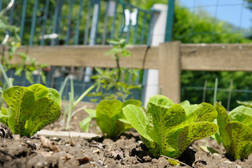 Bientôt le printemps,cultivez votre jardin !