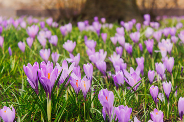 Blooming crocus napolitamus