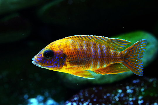 malawi fish cichlid colorful brillant 