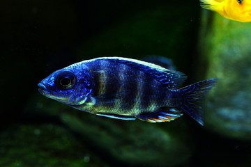 malawi fish cichlid colorful brillant 