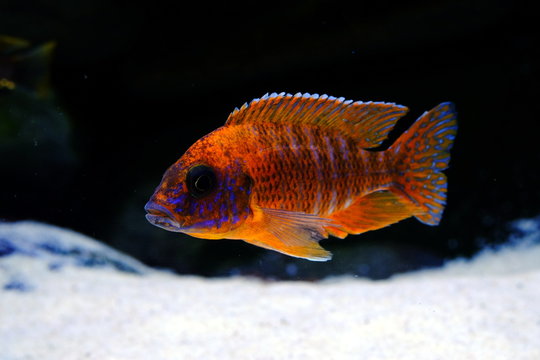 malawi fish cichlid colorful brillant 