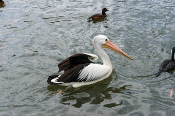 Australian pelican bird swimming in a pond
