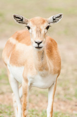 Deer in Africa.