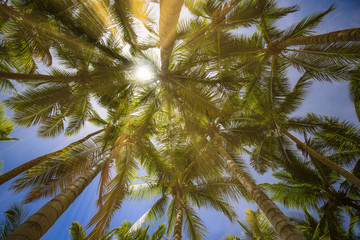 Fototapeta na wymiar palm sun top sun background