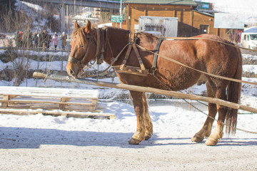 A harnessed red horse in the street for carting.