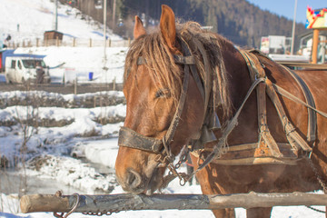 Muzzle drawn by a red horse close up