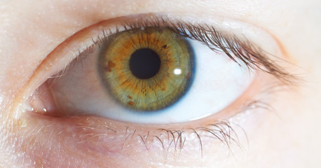 eye and pupil brown with texture, eyelashes and eyelid.