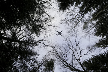 Forest sky