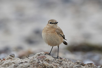 Isabelline wheatear (Oenanthe isabellina)