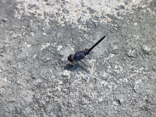 Indigo Dropwing or Black Stream Glider dragonfly, Kuala Lumpur, Malaysia