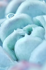 Dettaglio agave succulent pianta grassa, azzurra, dai colori delicati, macro