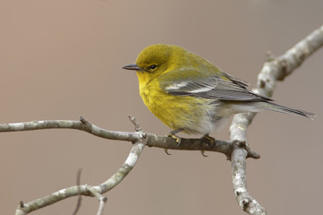 Obraz premium Yellow Bird on Tree Branch, Pine Warbler