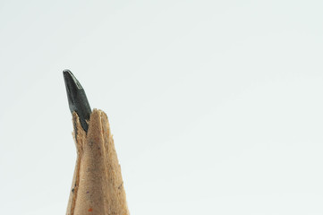 Broken pencil close up macro shot isolated on white background.