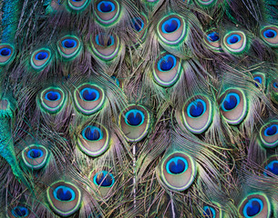 Peacocks, colorful details and beautiful peacock feathers.