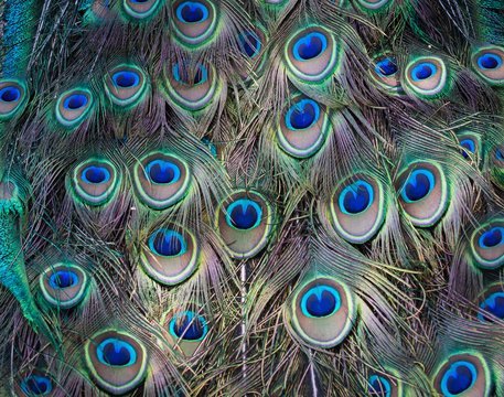 Fototapeta Peacocks, colorful details and beautiful peacock feathers.