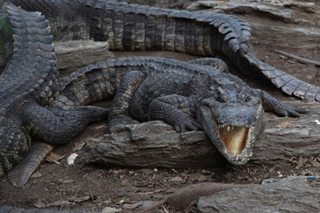 Obraz premium salt crocodile near canal