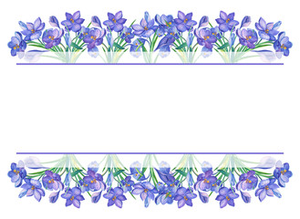 FRAME.Watercolor illustration with crocus or saffron on a white background.bouquet of purple flowers.Can be used as greeting cards, wedding invitations, birthday, spring or summer holiday.