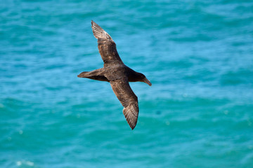 Southern Giant Petrel