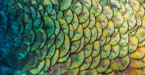 Fototapeta premium Peacocks, colorful details and beautiful peacock feathers.