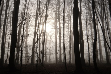 Obraz premium Wald am Morgen