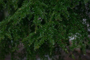Pine Tree in Snow Storm Close up