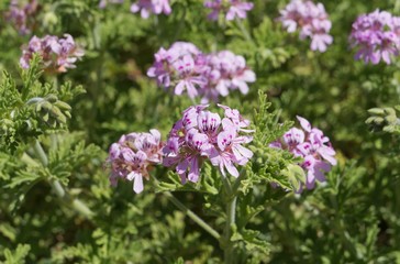 Scented-leaved pelargonium in full blossom, selective focus on the central flower