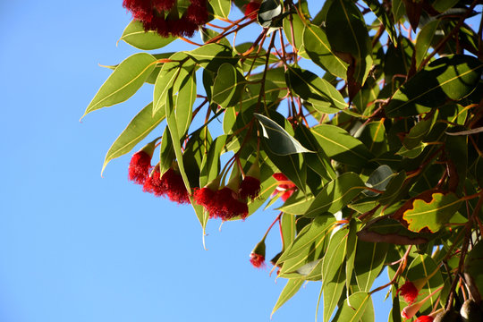 Red Flowering Gum Tree