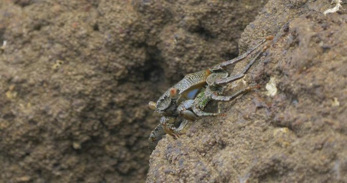 Ghost Crab, Sitting On A Rock, Costa Rica