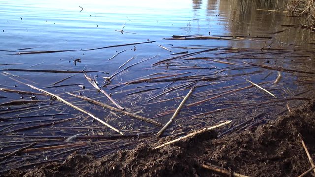 Dry reeds float in the water near the shore in the lake, Bolgrad region, Lake Yalpug, Ukraine