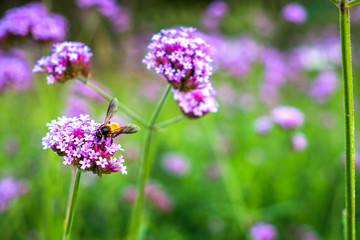 Purple Verbena tiny flowers with bee in morning sun