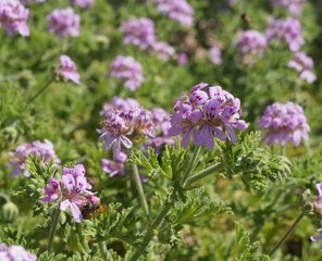 Scented-leaved pelargonium in full blossom, selective focus on the central flower