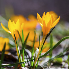 Beautiful yellow crocus flowers closeup