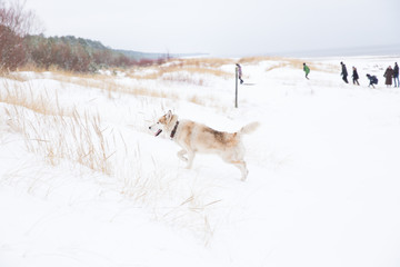 Naklejka premium Winter in Latvia, Baltic sea. Dog and fresh air, january.