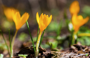 Obraz premium Beautiful yellow crocus flowers closeup