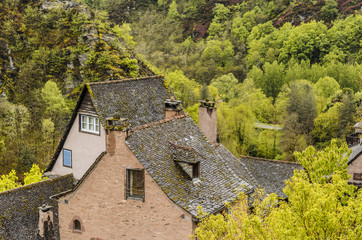 forest of trees and roofs in the hill